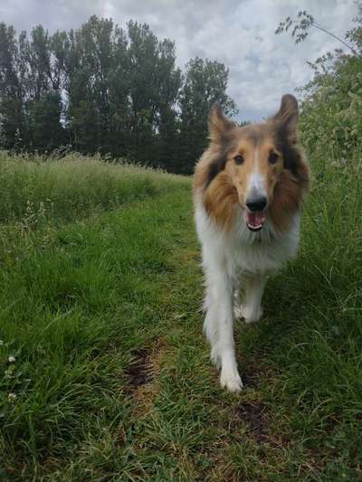 Langhaar Collies-Beitrag-Bild