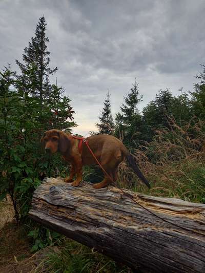 27. Handy Fotochallenge-Beitrag-Bild