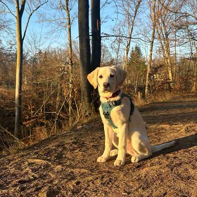 Hundetreffen-Gassirunde in Dresden Luga-Bild
