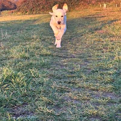 Hundetreffen-Gassirunde in Dresden Luga-Bild