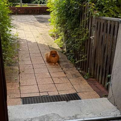 Hundetreffen-Spaziergang 🐾-Bild