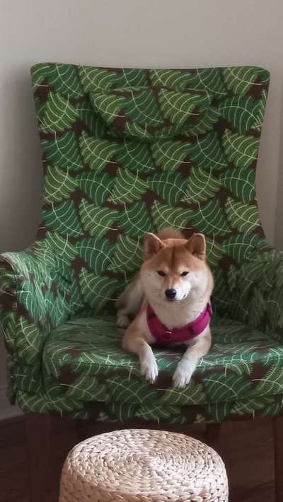 Shiba Inu Erfahrungen?-Beitrag-Bild