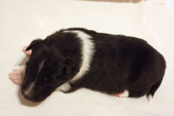 Welpenfotos-Beitrag-Bild