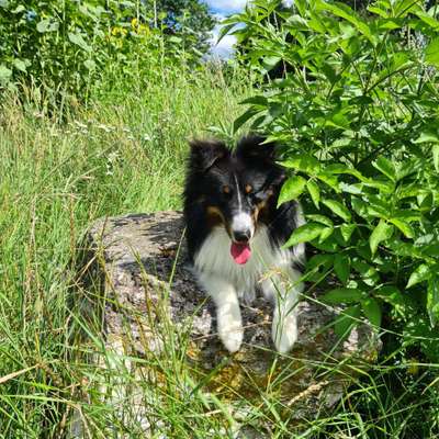 Die Dogorama Kalender Challenge Titelbild-Beitrag-Bild