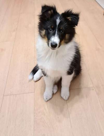 Welpenfotos-Beitrag-Bild