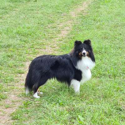 Welpenfotos-Beitrag-Bild