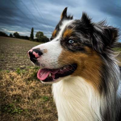 Hundetreffen-Gassirunde/Spielstunde-Profilbild