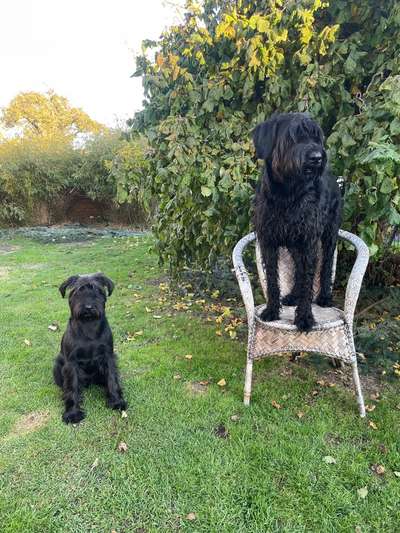 Schnauzer-Beitrag-Bild