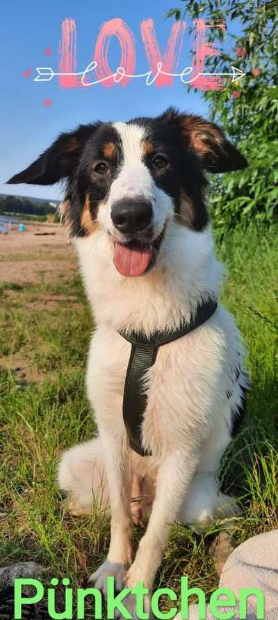 Die Dogorama Wochen Challenge-Beitrag-Bild