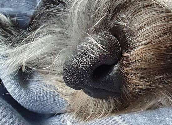 Zeigt her eure Hundenasen-Beitrag-Bild