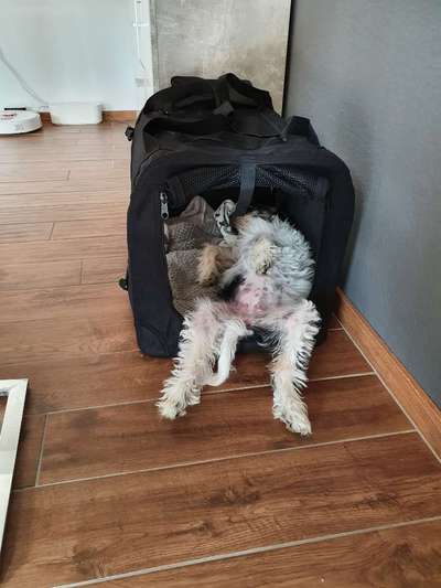 Zeigt mir die lustigsten Schlafpositionen eurer Fellnasen-Beitrag-Bild