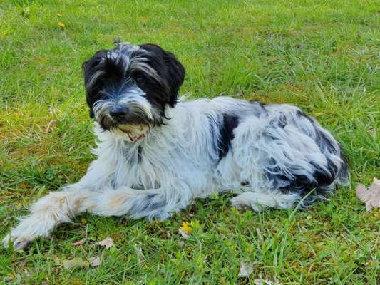 Tibet Terrier-Beitrag-Bild