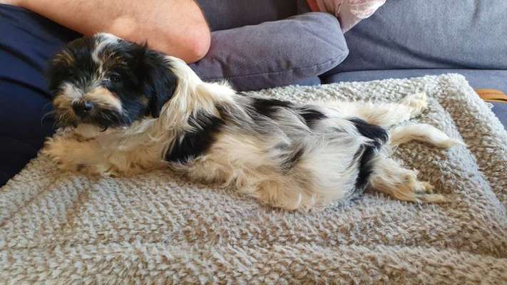 Welpen Bilder !-Beitrag-Bild