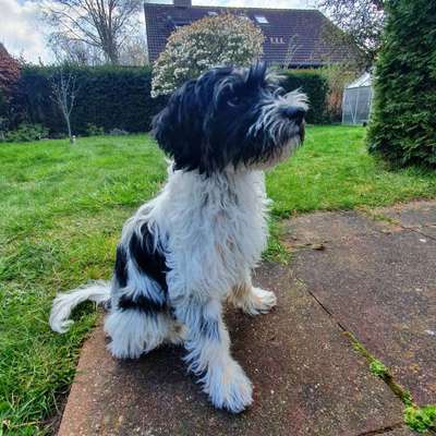 Tibet Terrier-Beitrag-Bild