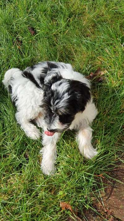 Challenge 23 : "  Euer Hund beim Frühlingserwachen "-Beitrag-Bild