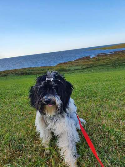 Tibet Terrier-Beitrag-Bild