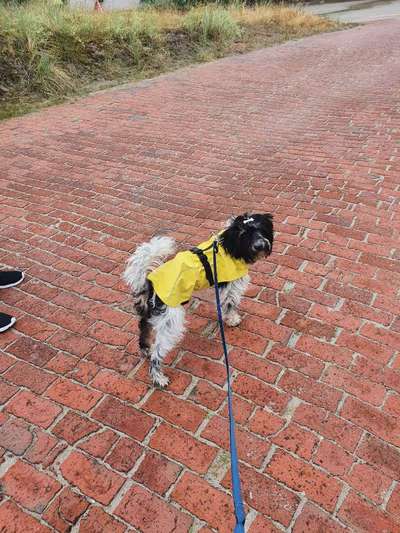 Die Dogorama Wochen Challenge-Beitrag-Bild