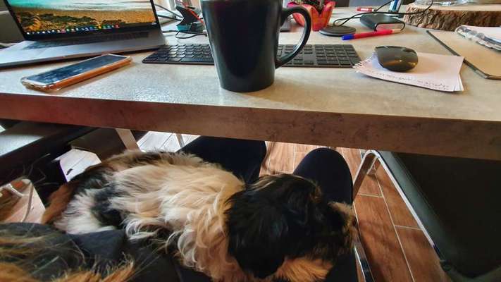 Fotochallenge 28 -Hunde im Homeoffice-Beitrag-Bild