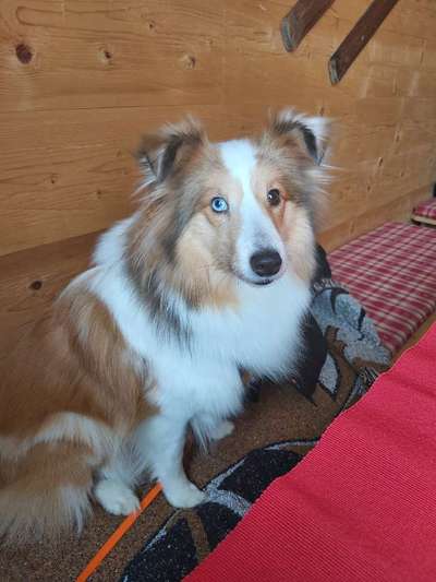 Shetland Sheepdog-Beitrag-Bild