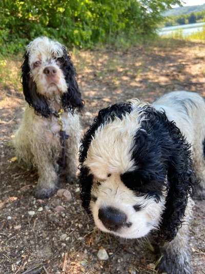 Cocker Spaniel-Beitrag-Bild