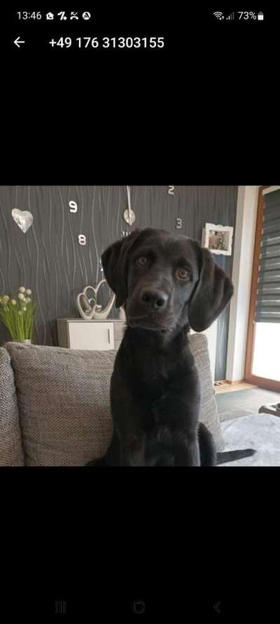 Labradorfans-Beitrag-Bild