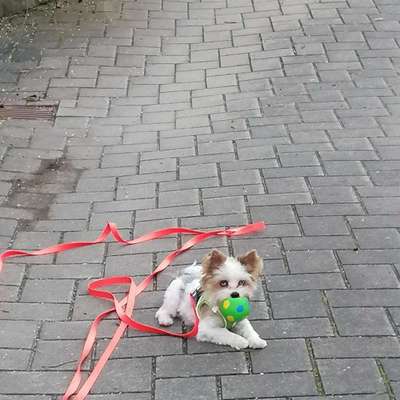 Hundetreffen-Unser Damian wird sich über Spielrunden freuen, er liebt Spielen und toben, ist sehr Sozialisiert.-Bild