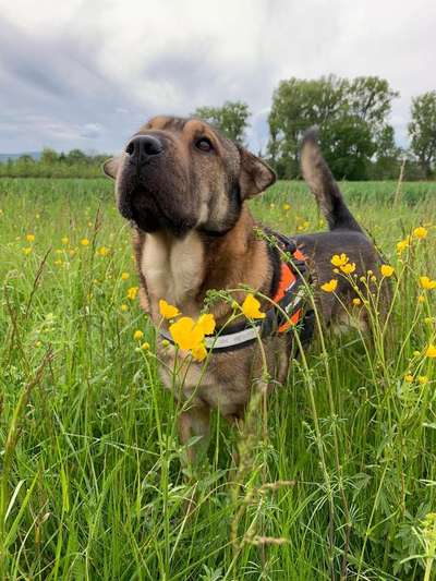 Dogorama Photo Challenge - Frühlingserwachen-Beitrag-Bild