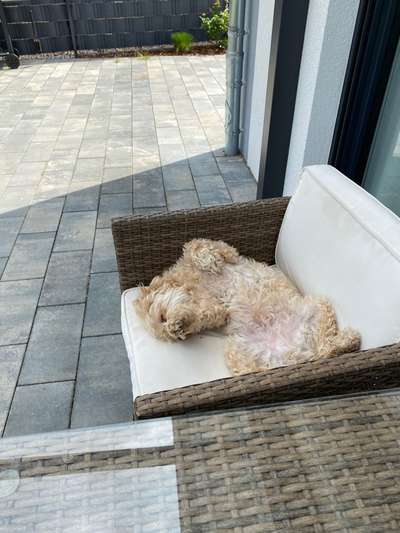 Die Dogorama Wochen Challenge-Beitrag-Bild