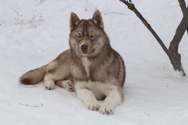 Hundetreffen-Junghundetreffen Uckerath-Bild