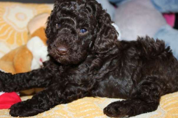 Welpen Bilder !-Beitrag-Bild