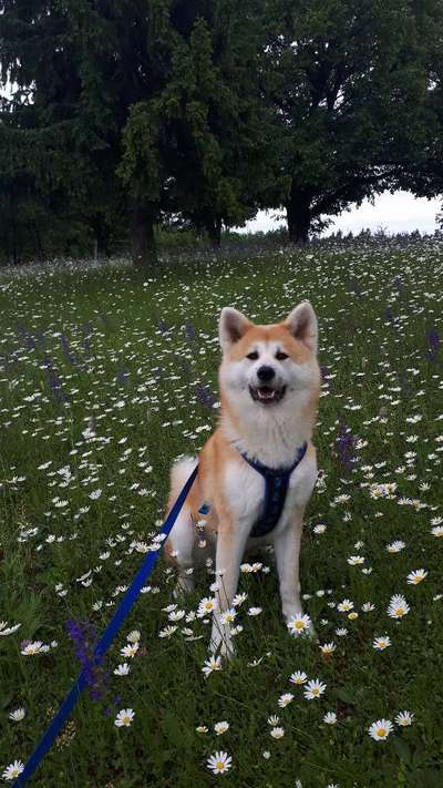 Die Dogorama Monats Challenge "Es grünt und blüht"-Beitrag-Bild