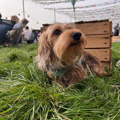 Hundetreffen-Kleine Spielfreunde