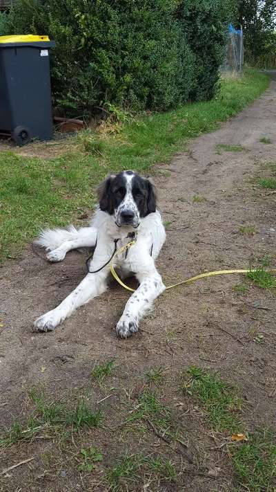 Hundetreffen-Gassi und spielen in silberstedt-Bild