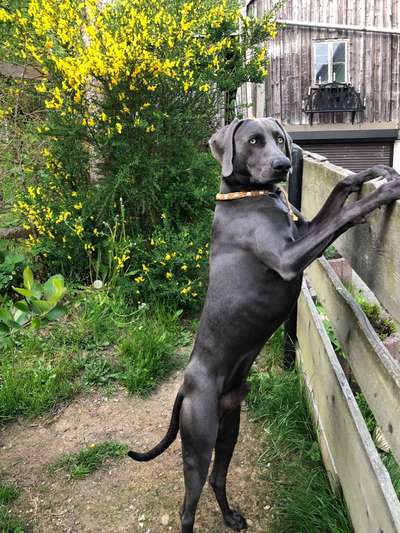 Weimaraner-Beitrag-Bild