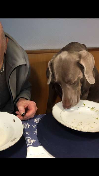 Gehören Hunde ins Restaurant?-Beitrag-Bild