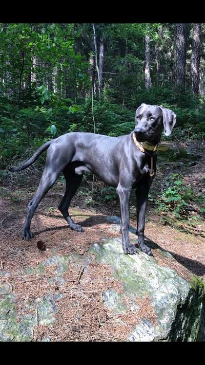 Weimaraner-Beitrag-Bild