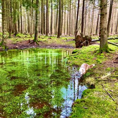 Hundeauslaufgebiet-Meulenwald-Bild