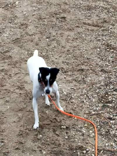 Tierschutzhunde suchen ein Zuhause-Beitrag-Bild