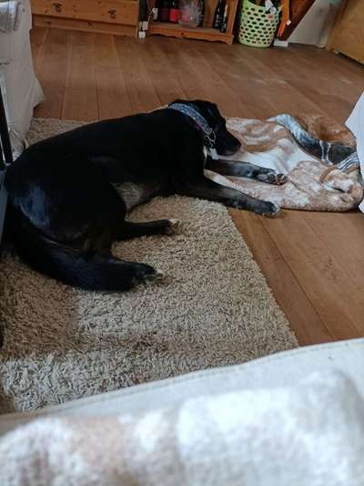 Labradorfans-Beitrag-Bild