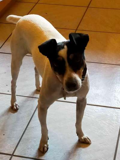 Tierschutzhunde suchen ein Zuhause-Beitrag-Bild