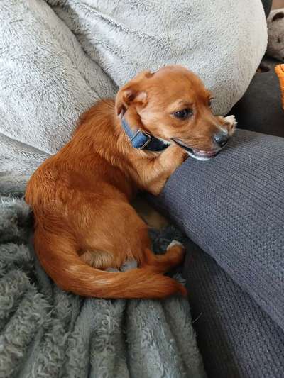 Tierschutzhunde suchen ein Zuhause-Beitrag-Bild