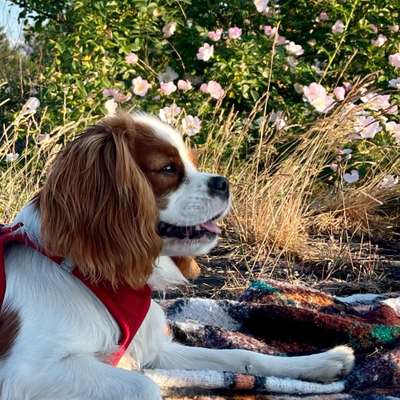 Hundetreffen-Gemeinsam Üben-Bild