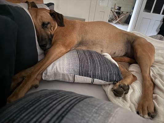 Darf der Hund bei Euch im Bett schlafen?-Beitrag-Bild