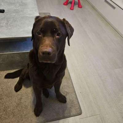 Hundetreffen-Gassirunde-Bild