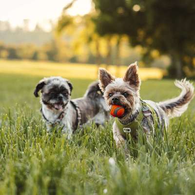 Hundetreffen-Hundebegegnungen gezielt üben