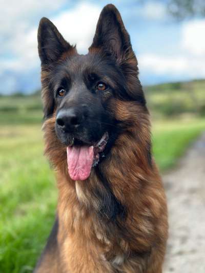 Hunde Porträt (Portrait) Galerie....-Beitrag-Bild