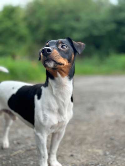 Hunde Porträt (Portrait) Galerie....-Beitrag-Bild