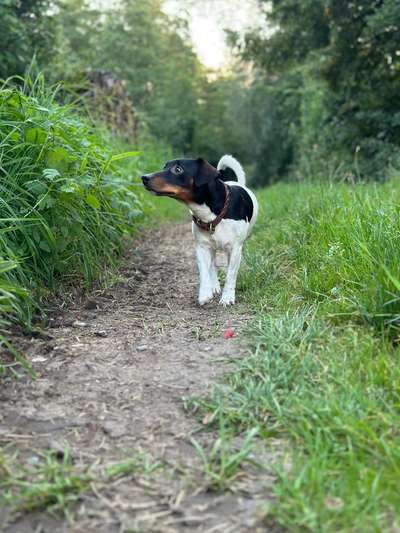 Hunde Porträt (Portrait) Galerie....-Beitrag-Bild