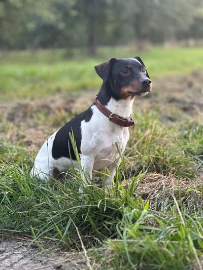 Hunde Porträt (Portrait) Galerie....-Beitrag-Bild