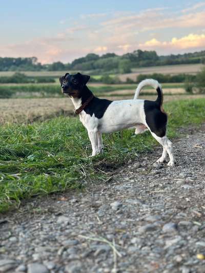 Hunde Porträt (Portrait) Galerie....-Beitrag-Bild